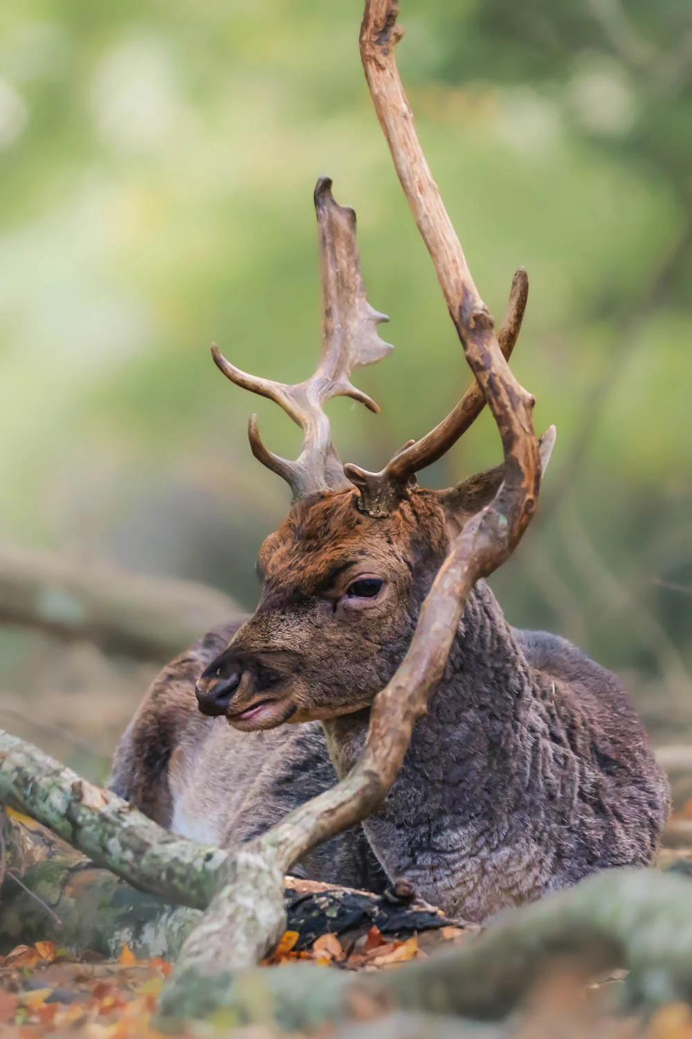 Close-up of a stag among the trees